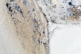 Trusted Lewiston, UT Mold Removal Experts